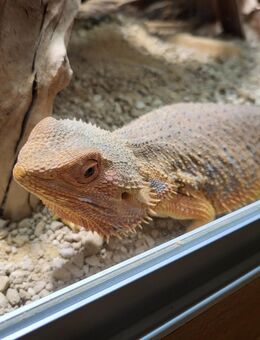Bartagame pogona vittoceps fire and ice - Hamburg