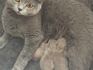 Britisch Kurzhaar Kitten in grau - Essen