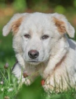 Hübscher Hundebub Poldo sucht Zuhause - Neuss