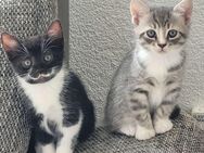 Zuckersüße BKH Mix Kitten suchen liebevolles Zuhause - Laubach Zentrum