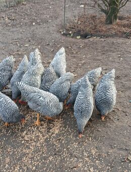 Amrocks Hühner und Hähne - Strausberg
