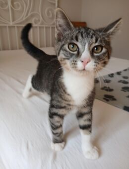 Kleiner junger Kater ca. 14 Wochen sucht noch ein Zuhause - Bernburg (Saale)