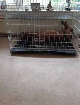 Hundebox - Geilenkirchen Zentrum