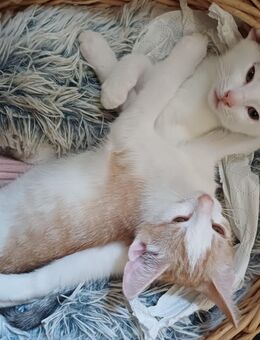 Katzen - Maintal