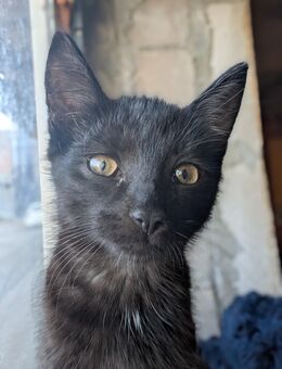 Zahme schwarz-weiße Kitten und Mutter zu vermitteln - Stolzenau