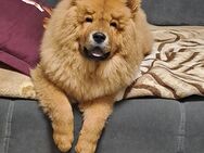 Chow chow - Straubing