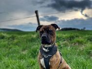 Mischlingshund - Thum