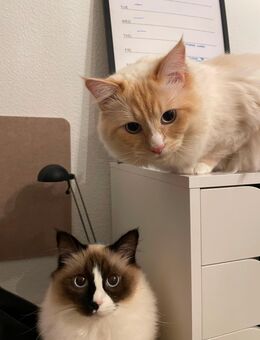 Ragdoll und Türkische angora - Lübeck