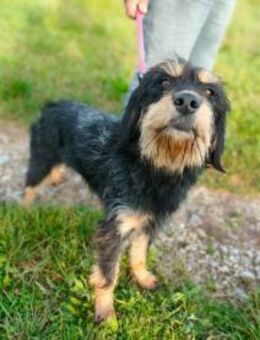 Virgola noch in Italien - Ausreisebereit - Würzburg