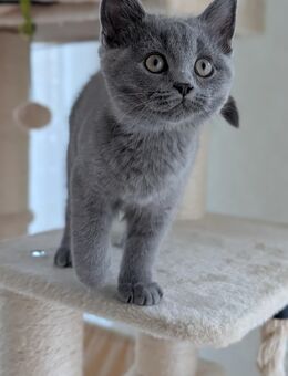 Unser zuckersüße und reinrassige Britisch Kurzhaar Kitten suchen ein neues und liebevolles Zuhause! Abholbereit ! - Gummersbach