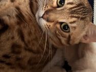 Bengal Kater mit Ahnentafel - Mönchengladbach