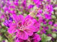 Wilde Malven Samen Malve schön Malvenblüte wild lila rosa Blumen Malvensamen Gartenblume Saatgut insektenfreundlich Muttertag SWR Blumenwiese saat in 74629