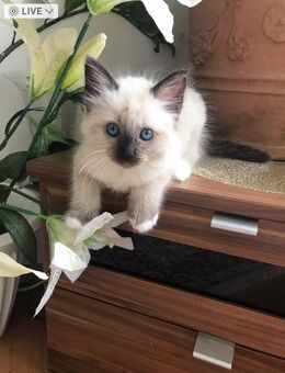 heilige birma katze - Bergisch Gladbach