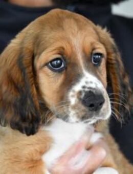 Constance wünscht sich Zuwendung - Neuss