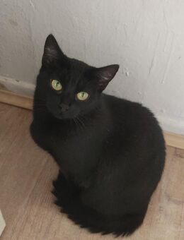 Gnadenplatz für eine Extrem scheue Katze - Fürstenau