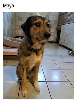 🩷Maja sucht ein liebevolles Zuhause🩷 - Pirna