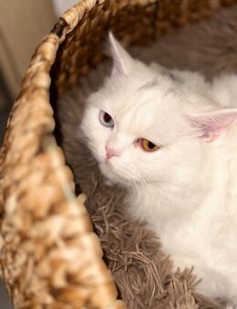 British Katze - Dormagen