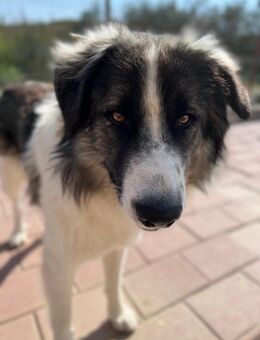 Lieber Zorro sucht seine Menschen! - Großefehn