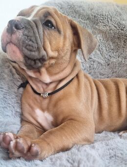 Old English Bulldog Rüde - Fambach