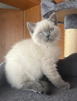 Britisch kurzhaar Baby Kätzchen - Siegen (Universitätsstadt)