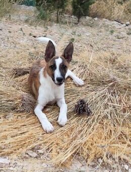 Niedlicher Glückspilz DRAKO! - Geilenkirchen