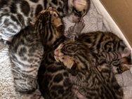 5 kleine Bengalen sind auf der Suche nach einem Zuhause - Erfurt