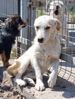 Naomi von kettenlos - Bollingstedt