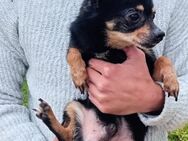 Freundlicher Jack Gnadenadoption! - Berlin