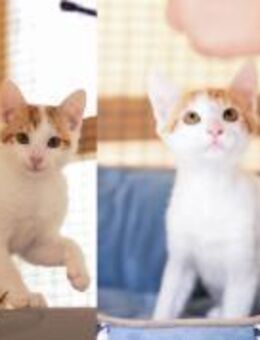 Spithas und Julis aus dem Tierschutz - Grevenbroich