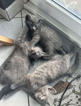 Einen grauen Kater zu Verkaufen - Büdelsdorf