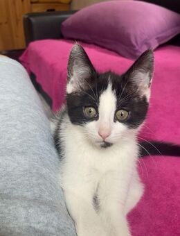 Hauskatze Kitten - Mittweida