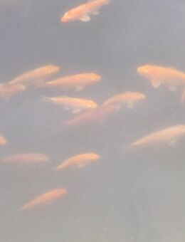 Kleine junge Koi Fische Karpfen aus 2024 ca. 10 cm - Regenstauf