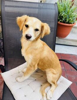 Kleine Mona sucht liebevolles Zuhause - Beltheim