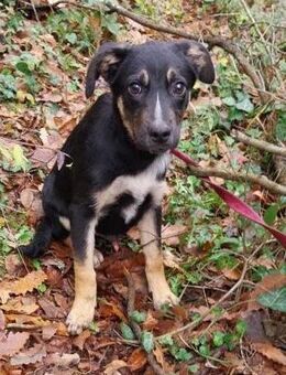 Usher - Welpenmännlein sucht Dich - Philippsburg