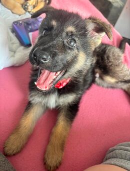 Schäferhund/Malinois Welpen - Dortmund