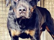 Neyko ein Schmusebär im Rottweilerkörper - Lübeck