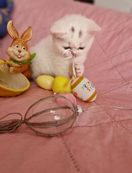 Britisch kurzhaar mix - Wathlingen