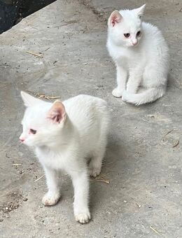 Weiße Katzenkinder - Tittmoning