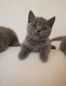 BKH Kitten - Nördlingen