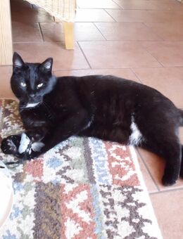 2 Katzen suchen ein neues Zuhause - Hamberge
