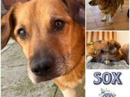 SOX * sucht best ager für schöne Zukunft - Duisburg