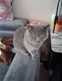 Katze zu verkaufen - Köln