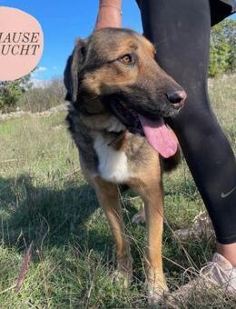 Liebevoller CORNY sucht seine Familie ❤️ - Saarbrücken