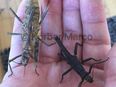 Insekten tisamenus serratorius Gespenstschrecke, adulte Tiere ab 5,50€ in 66787