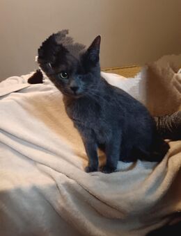 Verschmuster Kater aus Notstation - Greußen
