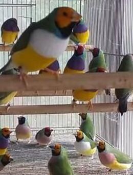 über 20 junge Gouldamadinen ( Prachtfinken ) Gouldian finch / Finken - Stuttgart