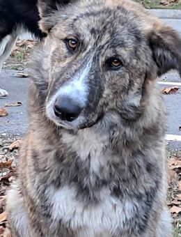 Pupetta . wer hat mich lieb - Grevenbroich