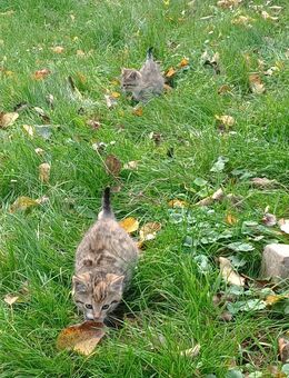 2 junge Katzenbabys abzugeben - Emmerthal