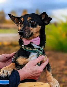 EBBY-Zarte kleine Seele sucht ein ruhiges, liebevolles Zuhause - Kleinheubach