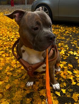 Chivo ein liebevoller, treuer Begleiter sucht ein neues Zuhause - Würselen Zentrum
